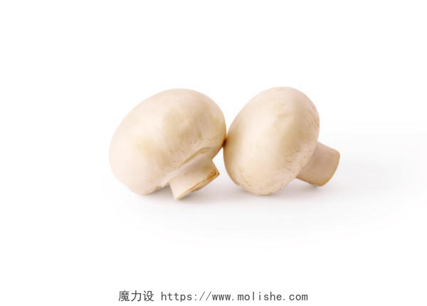 白底蔬菜蘑菇白玉菇两颗白玉菇菌类菌菇